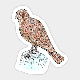 Brown Falcon Sticker